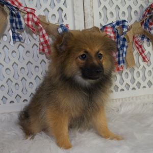 Pomeranian Puppy Freddy