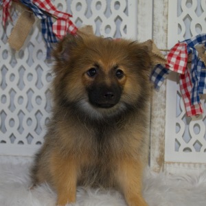 Pomeranian Puppy Freddy