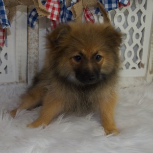 Pomeranian Puppy Freddy