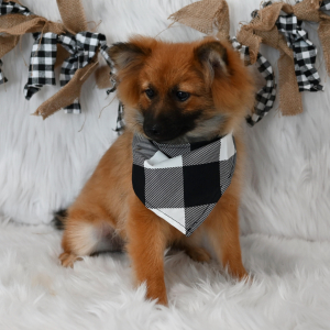 Pomeranian Puppy Freddy