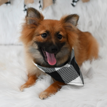 Pomeranian Puppy Freddy