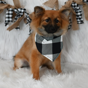 Pomeranian Puppy Freddy