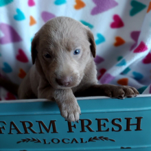 Labrador Retriever Puppy Alli