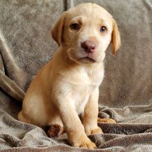 Labrador Retriever Puppy Ellie Mae