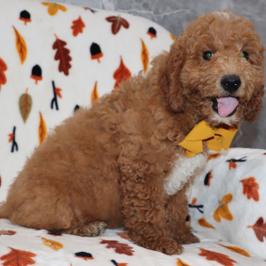 Goldendoodle Puppy Vixen