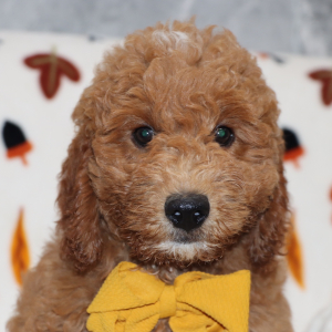 Goldendoodle Puppy Vixen
