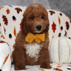 Goldendoodle Puppy Vixen