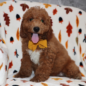 Goldendoodle Puppy Vixen