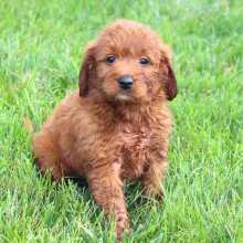 Goldendoodle Puppy Jenna
