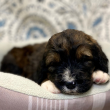 Bernedoodle Puppy Aaric
