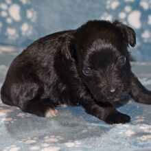 Miniature Schnauzer Puppy Colt