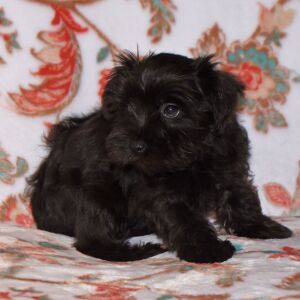 Miniature Schnauzer Puppy Colt