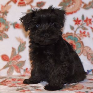 Miniature Schnauzer Puppy Colt