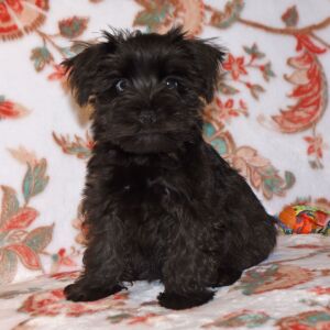 Miniature Schnauzer Puppy Colt