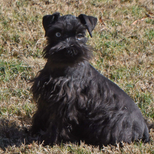 Miniature Schnauzer Puppy Colt