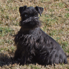 Miniature Schnauzer Puppy Colt