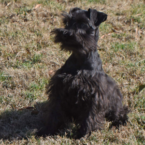 Miniature Schnauzer Puppy Colt