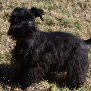 Miniature Schnauzer Puppy Colt
