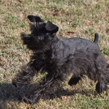 Miniature Schnauzer Puppy Colt