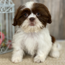 Shih Tzu Puppy Gracianna