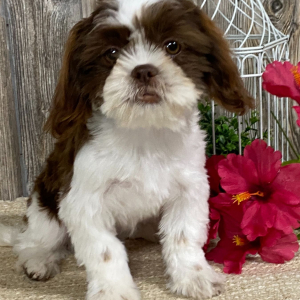 Shih Tzu Puppy Gracianna