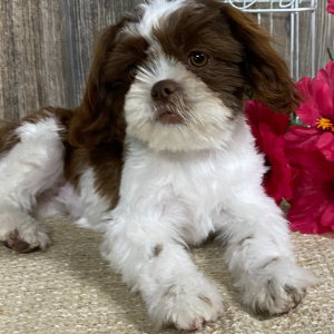 Shih Tzu Puppy Gracianna