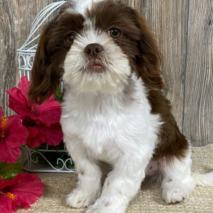 Shih Tzu Puppy Gracianna