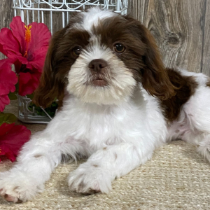 Shih Tzu Puppy Gracianna