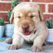 Labrador Retriever Puppy Louie