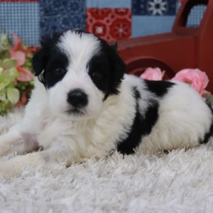 Portuguese Water Dog Puppy Jax