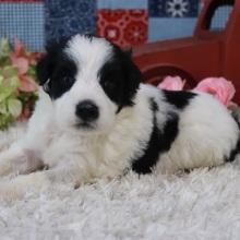 Portuguese Water Dog Puppy Jax