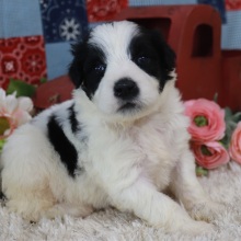 Portuguese Water Dog Puppy Jax
