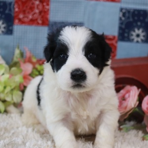 Portuguese Water Dog Puppy Jax