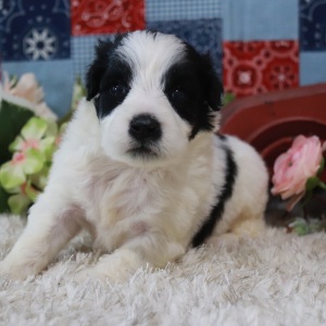 Portuguese Water Dog Puppy Jax