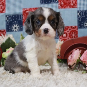 Cavalier King Charles Spaniel Puppy Lois