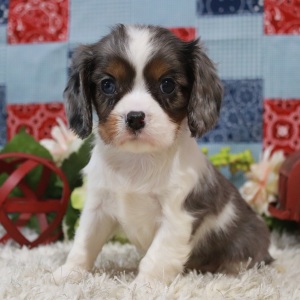 Cavalier King Charles Spaniel Puppy Lois