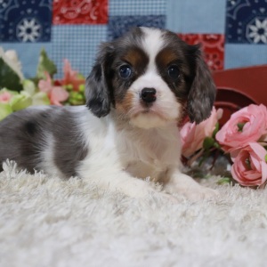 Cavalier King Charles Spaniel Puppy Lois