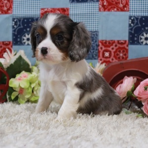 Cavalier King Charles Spaniel Puppy Lois