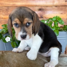 Beagle Puppy Rory