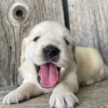 Golden Retriever Puppy Marty
