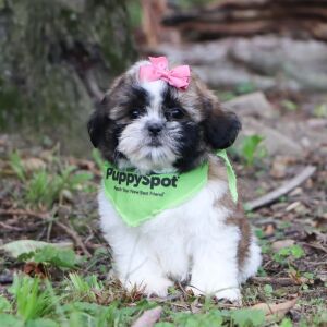 Shih Tzu Puppy Railyn