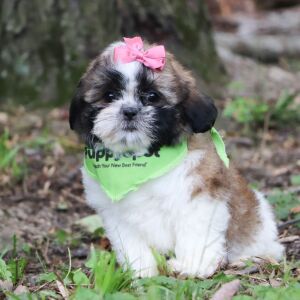 Shih Tzu Puppy Railyn