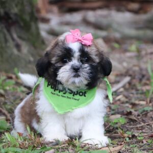 Shih Tzu Puppy Railyn