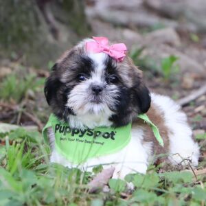 Shih Tzu Puppy Railyn