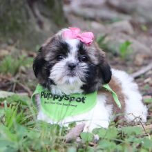 Shih Tzu Puppy Railyn