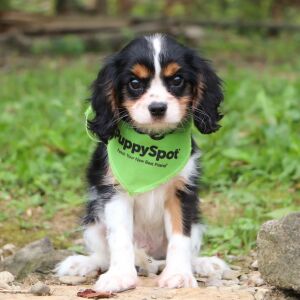 Cavalier King Charles Spaniel Puppy Amar