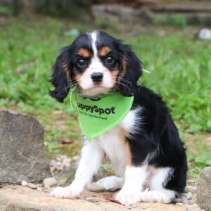 Cavalier King Charles Spaniel Puppy Amar