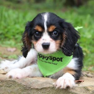 Cavalier King Charles Spaniel Puppy Amar