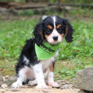 Cavalier King Charles Spaniel Puppy Amar