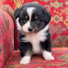 Australian Shepherd Puppy Bolt